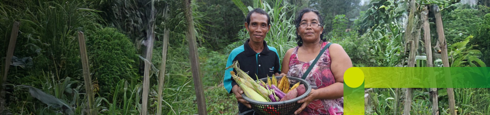 Harvest in Malaysia