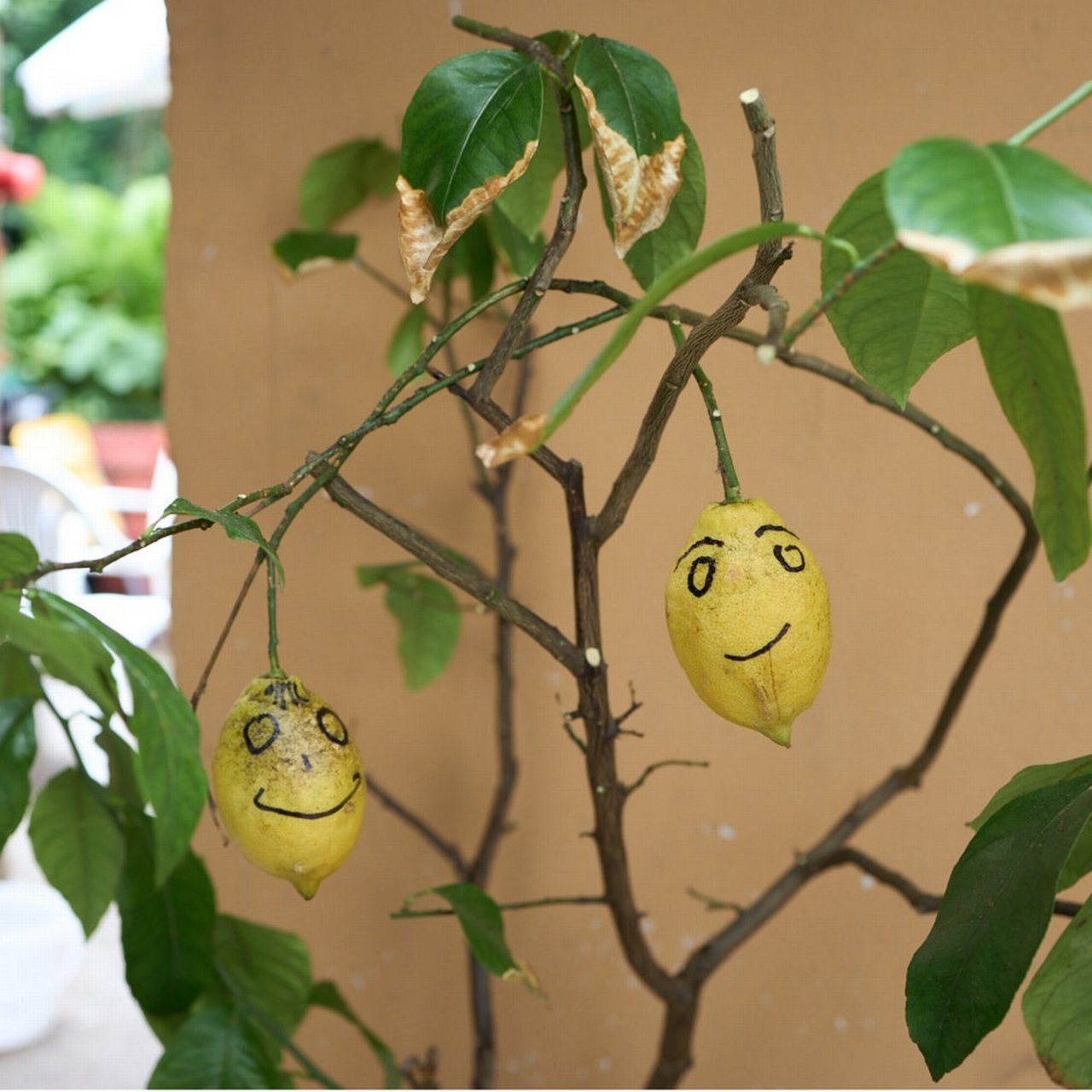 Michael-Kapauns-lemon-tree--Zitronenbauemchen.jpg