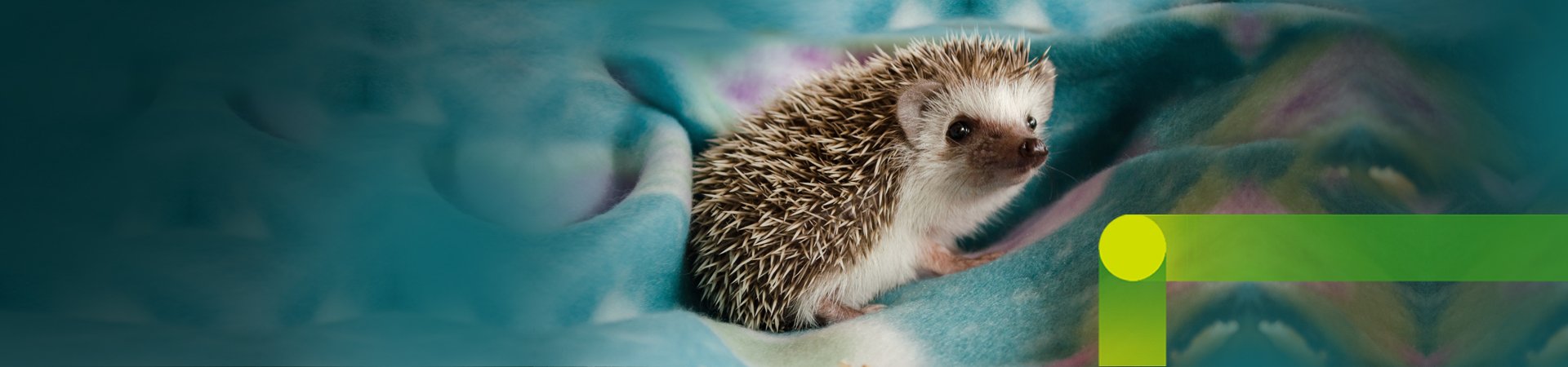 Hedgehog