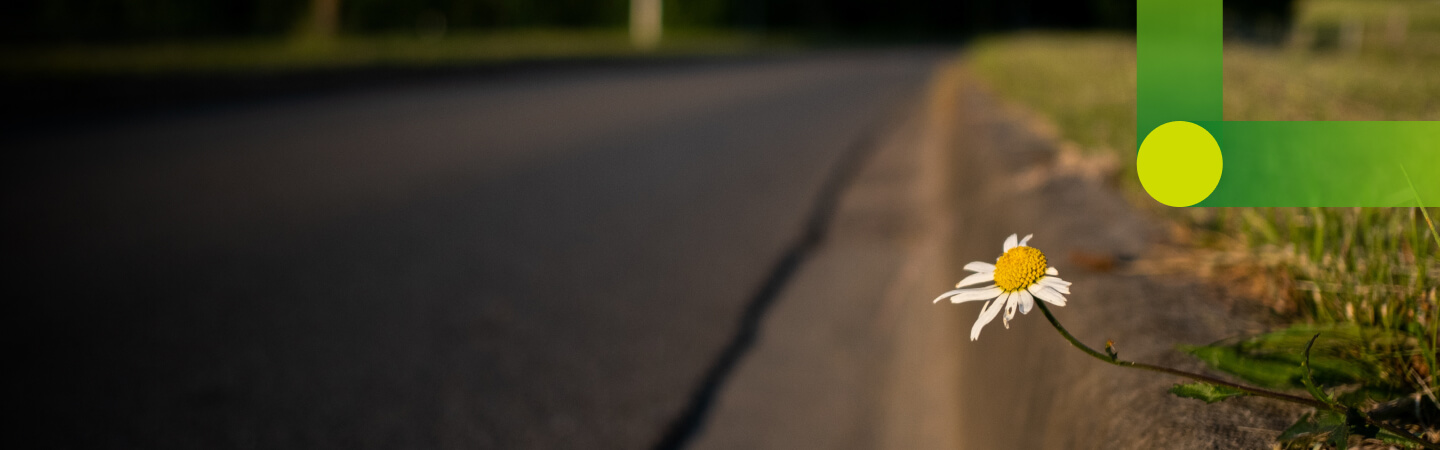 Daisy at street