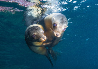 Sea lion couple