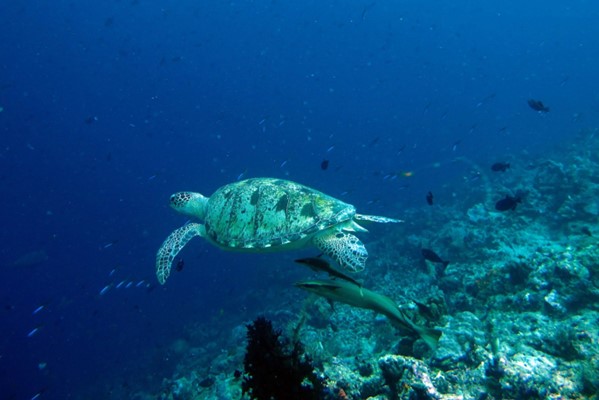 Indonesia hawksbill sea turtle