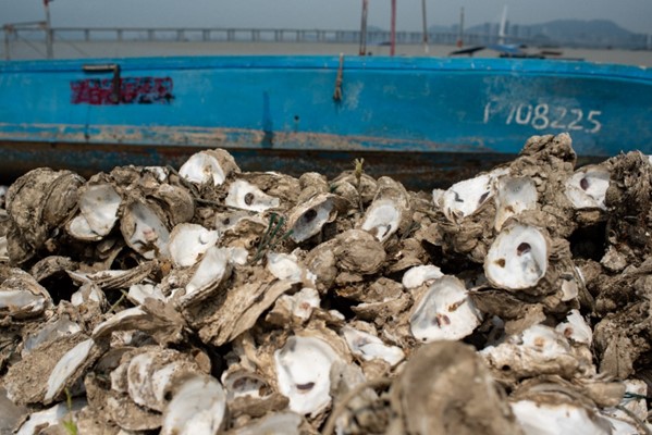 Discarded shells help reef restoration in Hong Kong