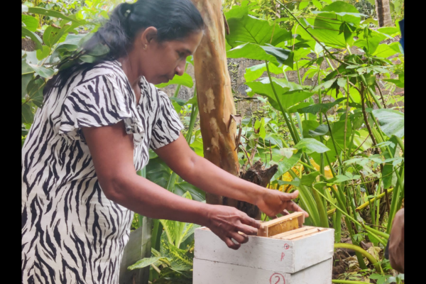 Ruk-Rakaganno-Sri-Lanka-Beekeeper