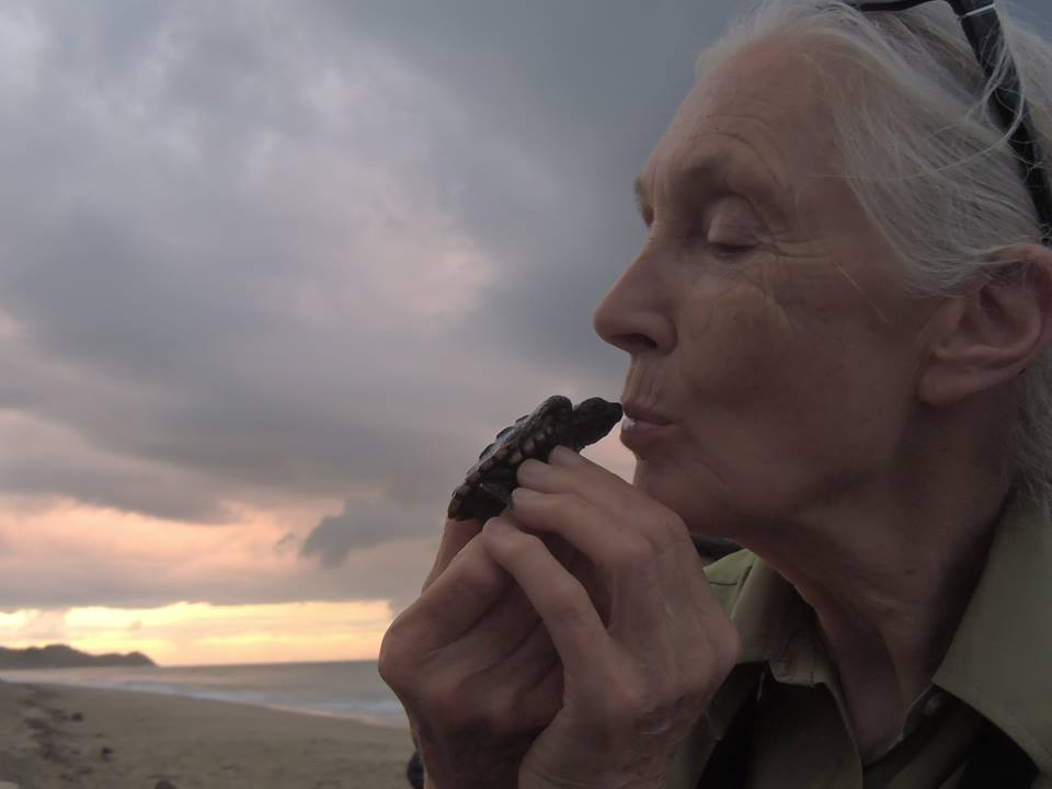 Jane and sea turtle - photo by Mafe Acosta