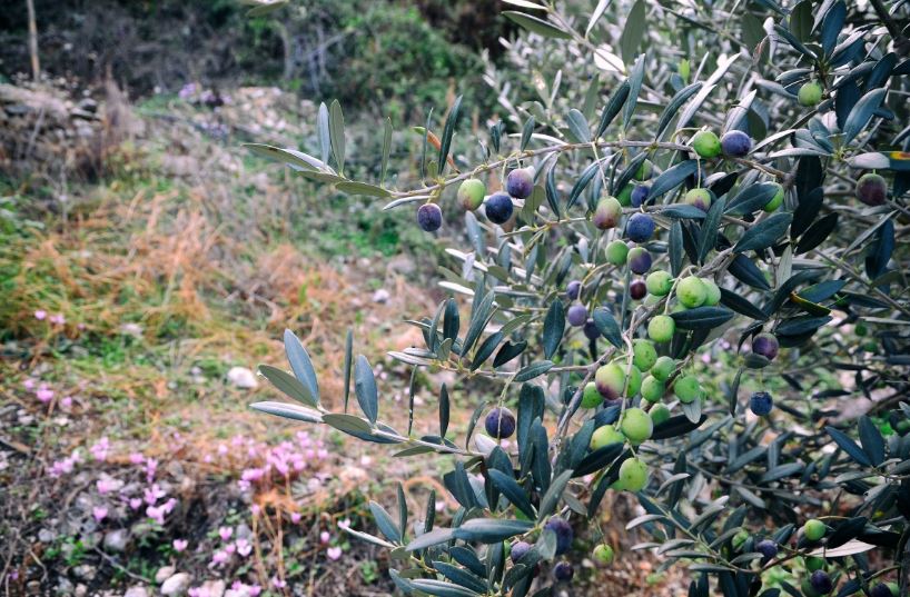 Olives on an olive tree