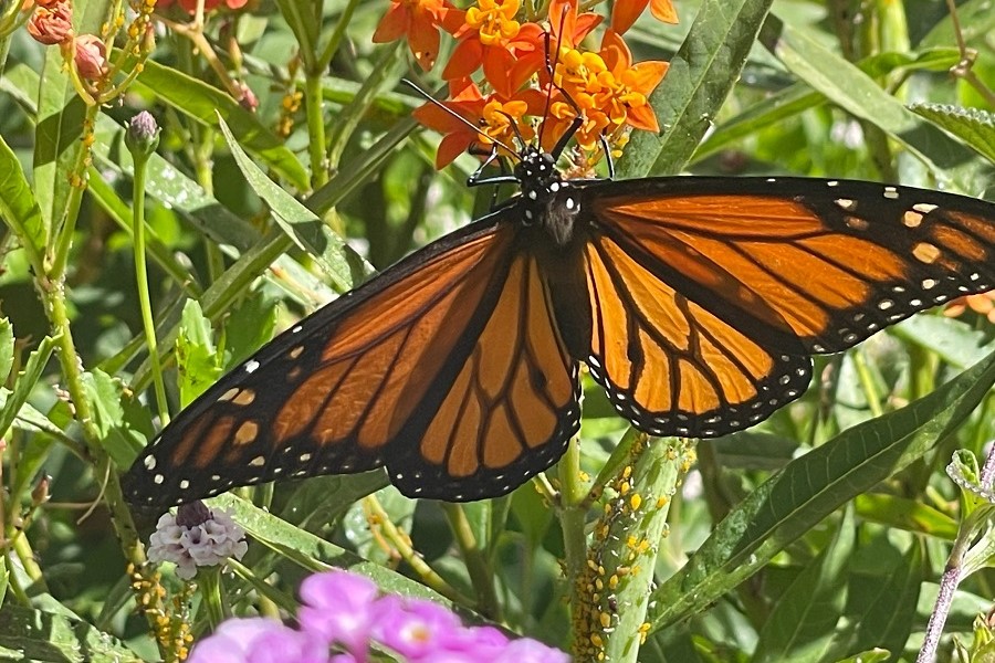 Monarch butterfly