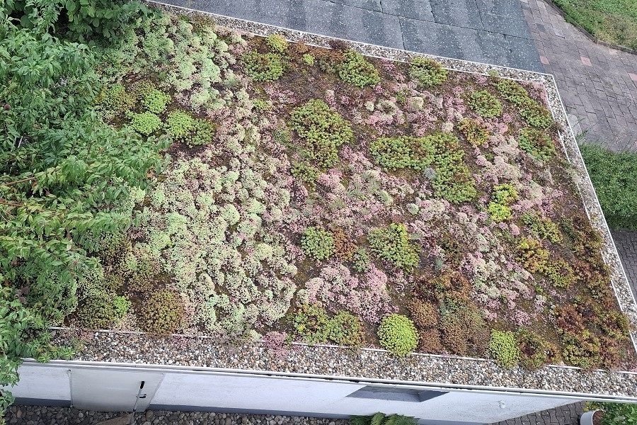 Garage roof turned green