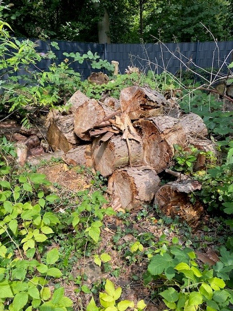 Deadwood pile