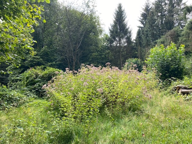 Wild garden