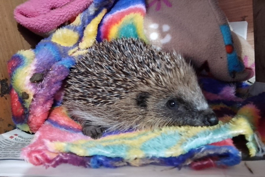 Sharon Baker hedgehog